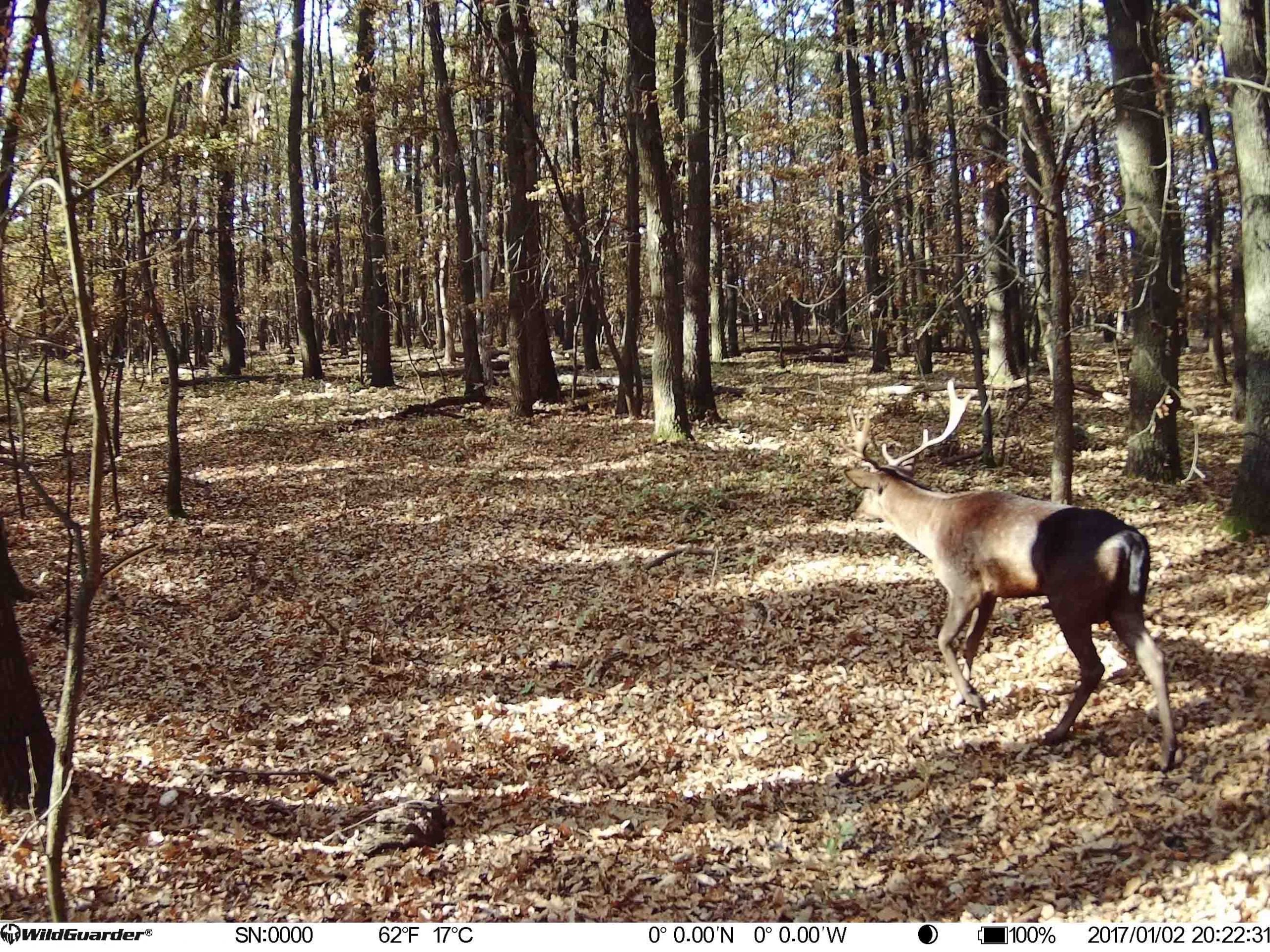 deer camera